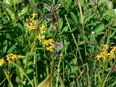 Plebejus anna 21749 by Walter Siegmund (talk). Used under a CC BY 2.5 license.