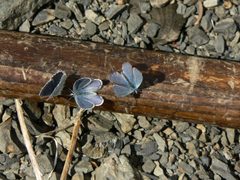 Plebejus anna 21891 by Walter Siegmund (talk). Used under a CC BY 2.5 license.