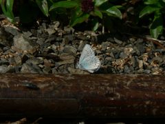 Plebejus anna 21905 by Walter Siegmund (talk). Used under a CC BY 2.5 license.