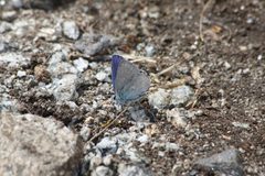 Plebejus anna 6135 by Walter Siegmund (talk). Used under a CC BY-SA 3.0 license.