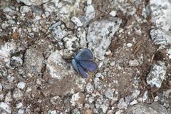Plebejus anna 6145 by Walter Siegmund (talk). Used under a CC BY-SA 3.0 license.