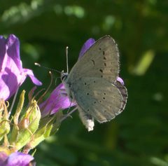Plebejus anna P1050418b by 
xpda. Used under a CC BY-SA 4.0 license.