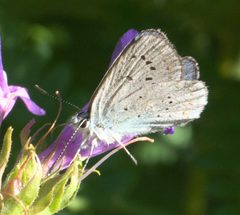 Plebejus anna P1050420b by 
xpda. Used under a CC BY-SA 4.0 license.