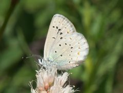 Plebejus anna P1050429b by 
xpda. Used under a CC BY-SA 4.0 license.