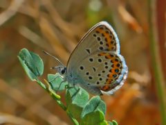 Lycaenidae - Plebejus idas by Hectonichus. Used under a CC BY-SA 3.0 license.