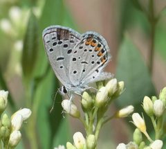 Icaricia lupini P1270174b by 
xpda. Used under a CC BY-SA 4.0 license.