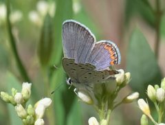 Icaricia lupini P1270177a by
xpda. Used under a CC BY-SA 4.0 license.