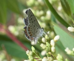 Icaricia lupini P1270178a by
xpda. Used under a CC BY-SA 4.0 license.