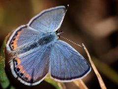 Plebejus lupini by Ingrid Taylar from San Francisco Bay Area - California, USA. Used under a CC BY 2.0 license.
