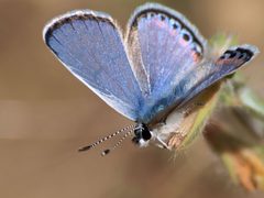The Face of a Lupine Blue by Ingrid Taylar. Used under a CC BY 2.0 license.
