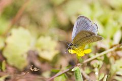 Plebejus Melissa Samuelis by Shene81. Used under a CC BY 3.0 license.