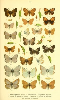 Dieschmetterling14ecks 0143 by Karl Eckstein. Used under a Public domain license.