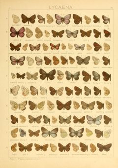 Macrolepidoptera01seitz 0165 by Adalbert Seitz
. Used under a Public domain license.