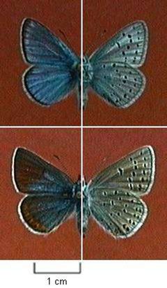 Plebejus saepiolus by Northern Prairie Wildlife Research Center, USGS. Used under a Public domain license.