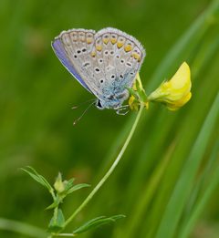 2013.08.04.-04-Ladenburg-Hauhechel-Blaeuling-Maennchen by Andreas Eichler. Used under a CC BY-SA 3.0 license.