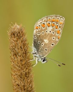 Polyommatus icarus - Keila by 
Ivar Leidus. Used under a CC BY-SA 4.0 license.