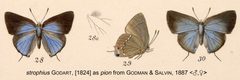 StrophiusAsPionGodmanSalvin1887 by Godman &amp; Salvin. Used under a Public domain license.