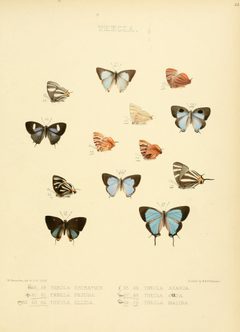 IllustrationsDiurnalLepidoptera2Plate34 by William Chapman Hewitson
. Used under a Public domain license.