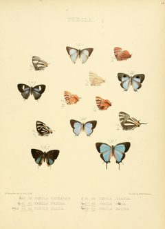 Illustrations of diurnal Lepidoptera 34 by William Chapman Hewitson
. Used under a Public domain license.