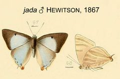 JadaHew1867OD by William Chapman Hewitson
. Used under a Public domain license.