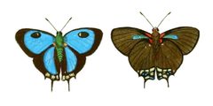 Atlides halesus CramerStoll by Pieter Cramer (1721 - 1776) & Caspar Stoll (c.1725/1730 - 1791). Used under a Public domain license.