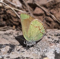 Callophrys affinis apama by Robb Hannawacker. Used under a CC0 license.