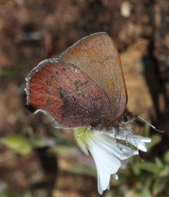 Callophrys augustinus 2 by Callophrys_augustinus_5975.JPG: Walter Siegmund (talk)
derivative work: Berichard (talk). Used under a CC BY-SA 3.0 license.