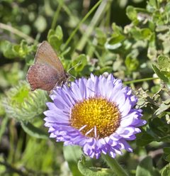 Callophrys augustinus ssp. iroides by iNaturalist user: icosahedron. Used under a CC BY 4.0 license.
