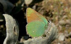 Bramble Hairstreak by Linda Tanner. Used under a CC BY 2.0 license.