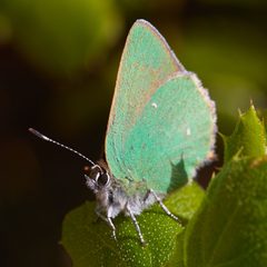 Callophrys dumetorum 119279451 by Ken-ichi Ueda. Used under a CC BY 4.0 license.