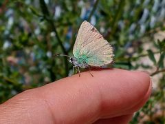 Callophrys dumetorum 121417741 by Daniel. Used under a CC BY 4.0 license.