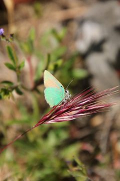 Callophrys dumetorum 189983256 by katherinef2. Used under a CC BY 4.0 license.