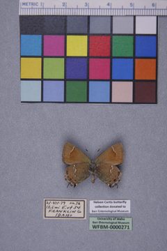 Mitoura rosneri rosneri by University of Idaho William F. Barr Entomological Museum. Used under a CC0 license.