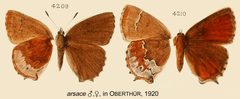 Arsace inOberthur1920 by Charles Oberthur. Used under a Public domain license.