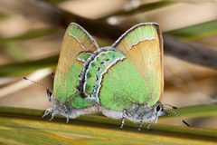 Callophrys mcfarlandi 1 by Bill Bouton. Used under a CC BY-SA 2.0 license.