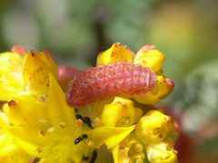 San Bruno Elfin butterfly larva FWS 9879 by Patrick Kobernus / USFWS. Used under a Public domain license.