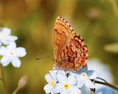 Callophrys niphon 282637761 by David Bird. Used under a CC0 license.