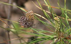 Eastern Pine Elfin by Mike Ostrowski. Used under a CC BY-SA 2.0 license.