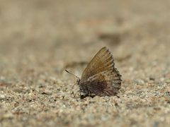 Hoary elfin Callophrys polios 7801458 2017-06-03 by Reuven Martin. Used under a CC0 license.