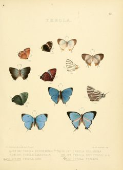 Illustrations of diurnal Lepidoptera 45 by William Chapman Hewitson
. Used under a Public domain license.