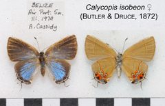 CalycopisIsobeonF BelizeUpUnAC1 by Accassidy. Used under a CC BY 3.0 license.