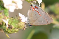 Calycopis isobeon 1 by Anne Toal from US. Used under a CC BY 2.0 license.