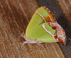 ChlorostrymonSimaethisAC1 by Accassidy. Used under a CC BY-SA 3.0 license.