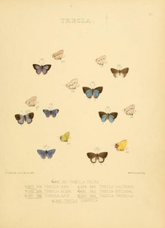IllustrationsDiurnalLepidopteraPlate57 by William Chapman Hewitson
. Used under a Public domain license.