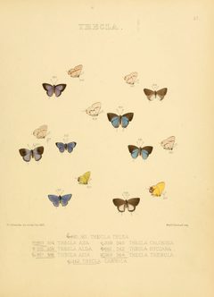 Illustrations of diurnal Lepidoptera 57 by William Chapman Hewitson
. Used under a Public domain license.