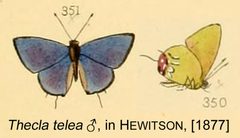TeleaFromHewitson1877 by William Chapman Hewitson
. Used under a Public domain license.