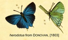 HerodotusFromDonovan1803 by Edward Donovan. Used under a Public domain license.