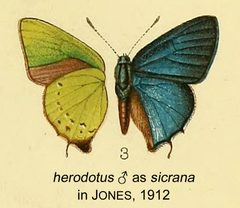 Herodotus as sicranaJones1912 by E. Dukinfield Jones. Used under a Public domain license.