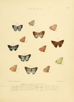 Illustrations of diurnal Lepidoptera 82 by William Chapman Hewitson
. Used under a Public domain license.