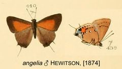 AngeliaHewitson1874OD by William Chapman Hewitson
. Used under a Public domain license.